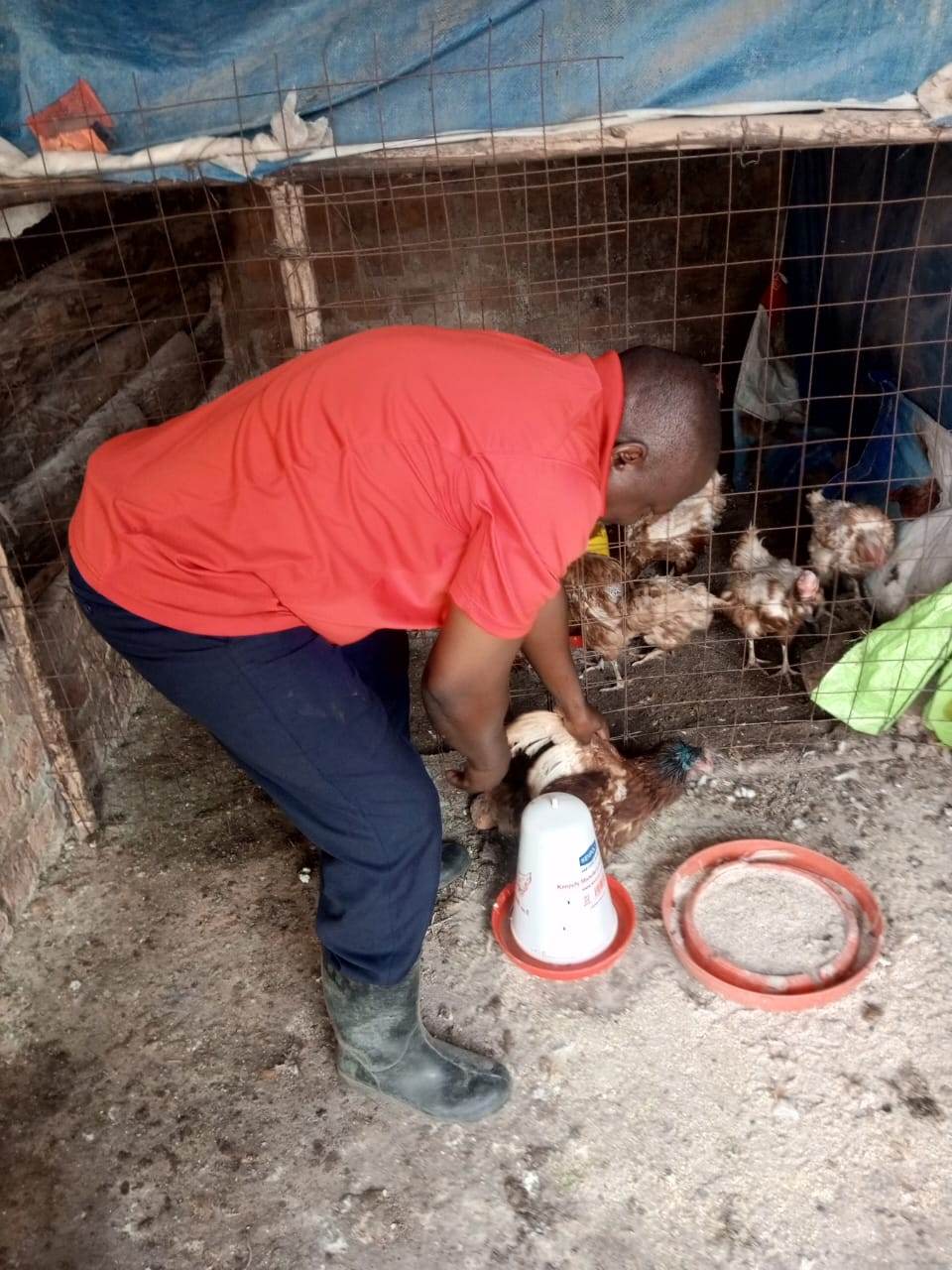 Farm attendant checking on chickens beside the feeders at Ssebo Poultry Farm