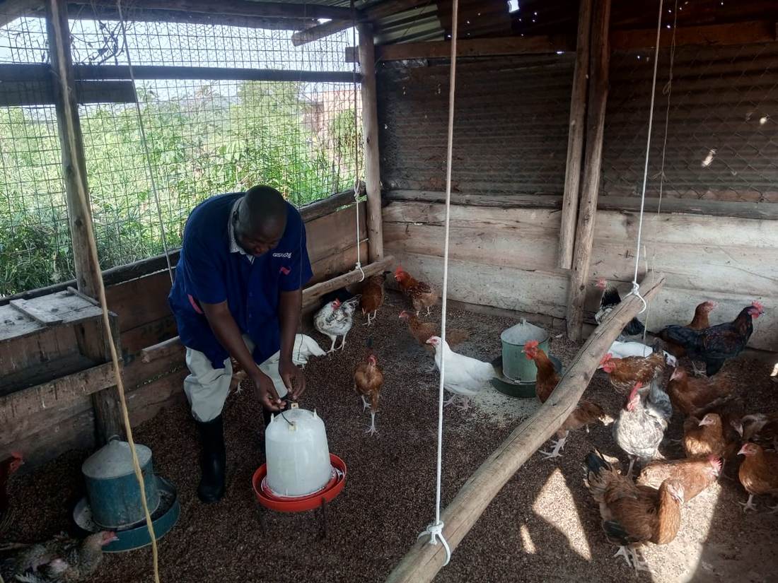 Farmer setting up a feeder for young chicks in a covered pen
