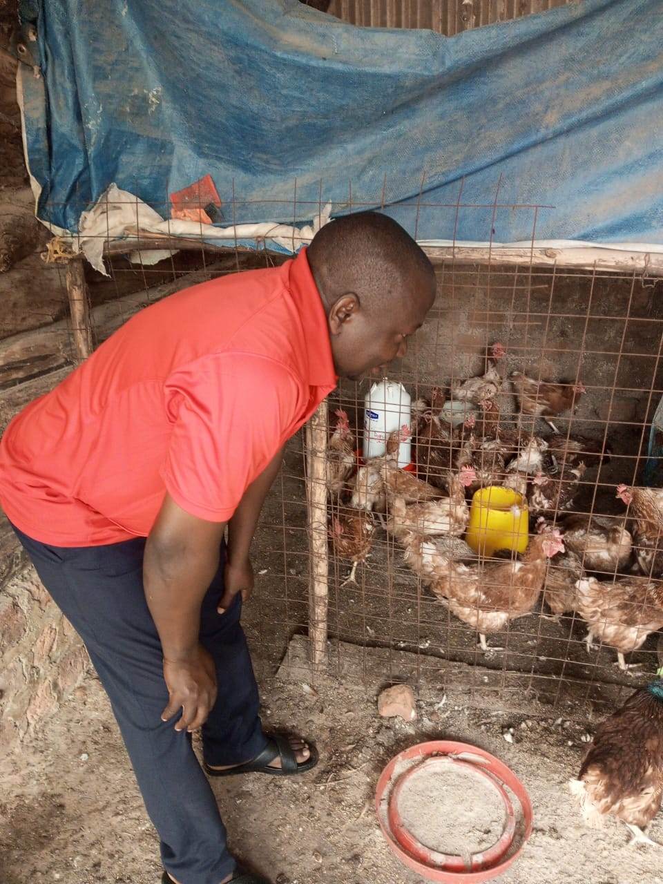 Attendant handling a chicken at the growers' cage